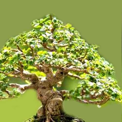 Bonsai Plant