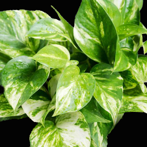 Money Plants