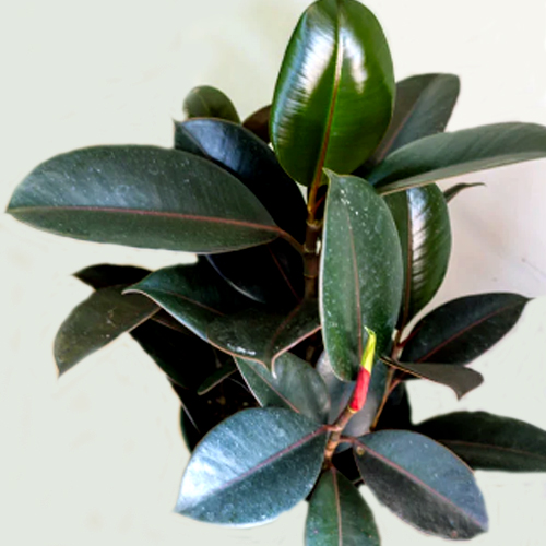 Rubber Plant